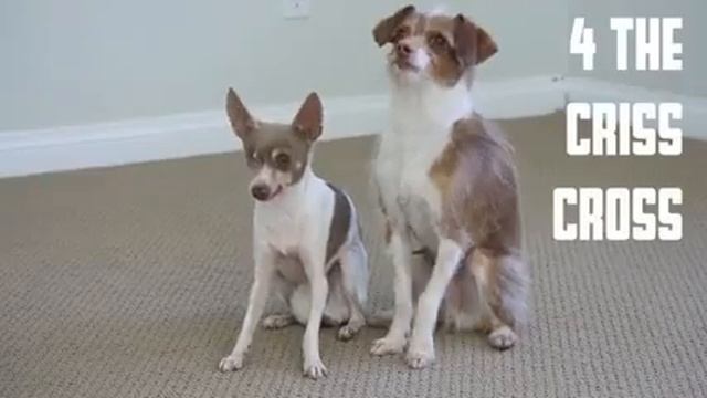 Собачья любовь смотреть онлайн