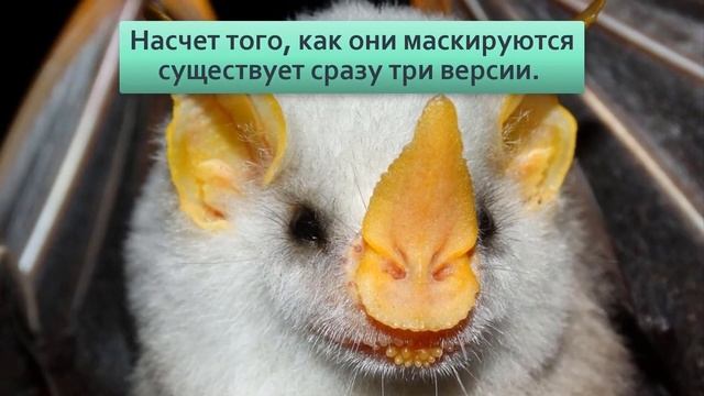 Белый листонос летучая мыш,милые белоснежные,спят в листах и едят фрукты смотреть онлайн