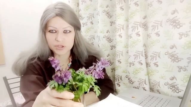 Хохла́тка от лат. Corýdalis — род растений Дымянковые (Fumarioideae) #Хохла́тка #весна смотреть онлайн