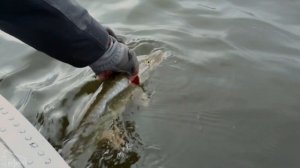 Осенняя рыбалка на Можайском вдхр. Часть 2. Artfishing.Vlog #6