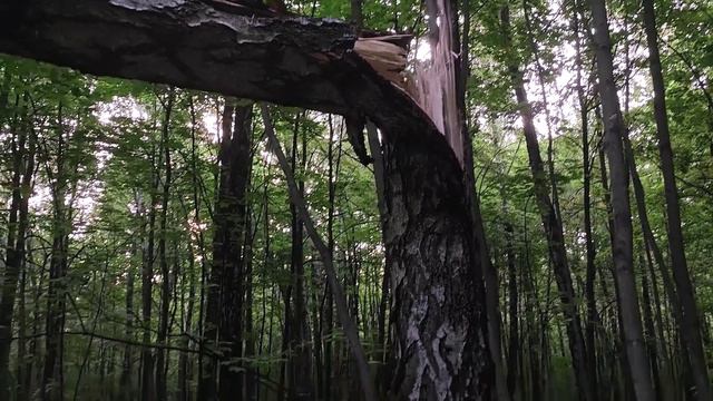 Благоустройство лесопарка ч 2