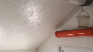 Вентиляция в  курятнике. Яйценоскость зимой. Как сохранить.