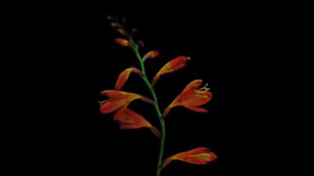 Для Любимых Женщин. ( Живые цветы ) смотреть онлайн