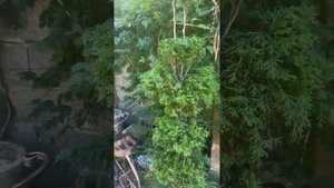Туя смарагд , декоративная стрижка
