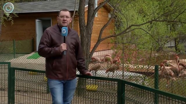 В Новосибирск впервые привезли красных фламинго