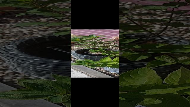 большие саженцы гортензий бомшелл, Геркулес, Скайфулл, в 2 раза дешевле магазинных