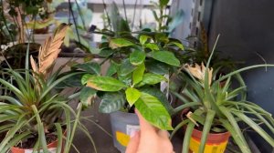 Обзор комнатных растений в ОБИ и Город цветов » Ноябрь 2023