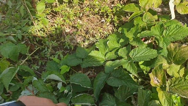 Малина ЖОЗЕФИНА. Копаем саженцы. смотреть онлайн