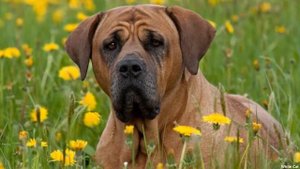 Тоса - Ину ВСЕ О ПОРОДЕ. Редкий японский самурай!