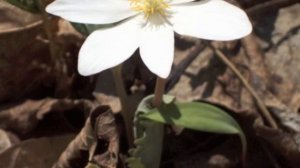 Sanguinaria canadensis Bloodroot