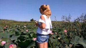 Как выглядит водный орех чилим