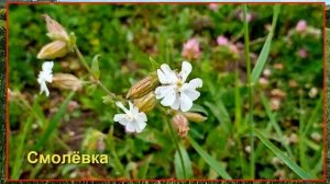 Полевые цветы Кисловодска