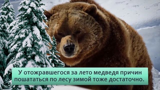 Медведь шатун  Тощий,слабый,но очень злой  Почему он просыпается и как себя ведет