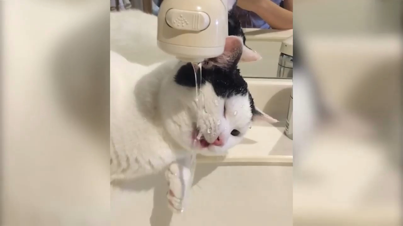 Один день из жизни кота