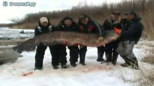 Самая большая рыба в мире (сом 200кг)