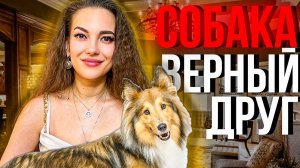 Верный собачий друг на всю жизнь. Шелти какие они?