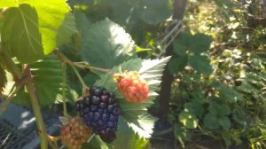 Ремонтантная ежевика Prime Ark 45