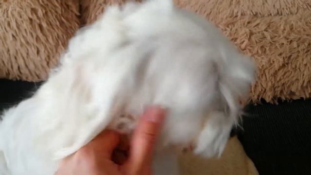 Один из вариантов почему появляются темные пятна под глазами у белых собак смотреть онлайн