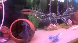 Краснохвостый сом, оскар, арована , красный попугай,барбусы, бирюзовые акары пр. цихлиды