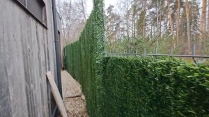Озеленение забора. декоративной искусственной сеткой Хвоя. @bamboocapital9721