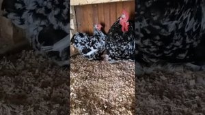 Карликовые кохинхины