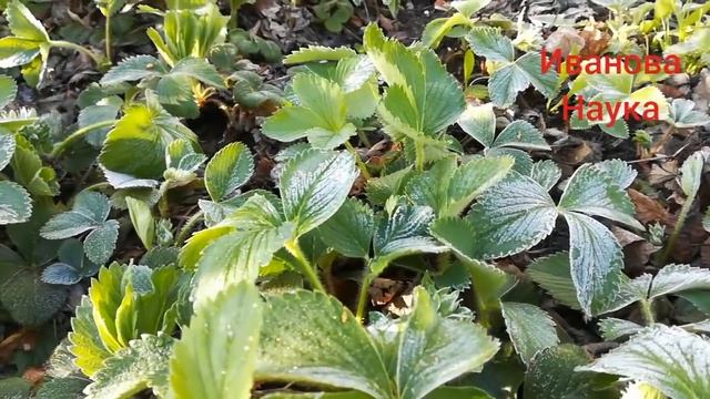Скорая помощь саду и огороду от заморозков.
