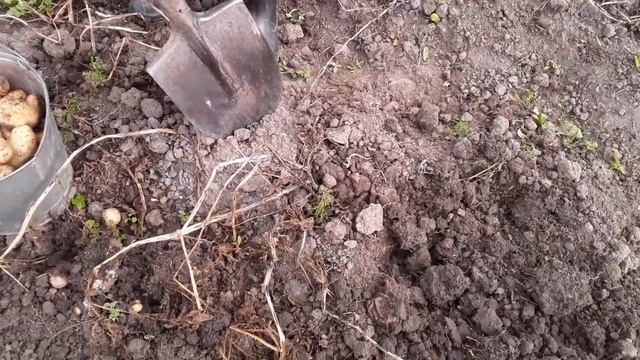 Копаем картошку ! смотреть онлайн