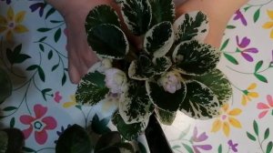 Сортовая фиалка ЛЕ-Элли