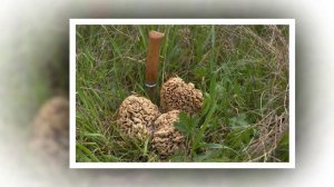 Morchella steppicola 2018