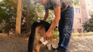 Уход за шерстью Немецкой овчарки - Арчи