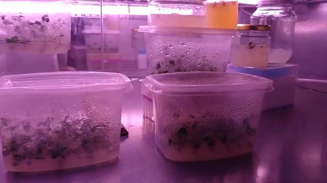 [18] Как там растения без корней? Пересаживаем еще 120 шт. Есть неучтенные растения) смотреть онлайн