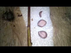 Из китайских семян выращиваем ДРЕВОВИДНЫЙ ПИОН (часть 2)