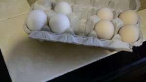 Сравниваем яичную продуктивность 6 месячных кур пород Пушкинская Пестрая и Черный Австралорп. 2020г