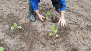 Высадка баклажанов в открытый грунт