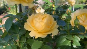 #17Julia Child floribunda Rose, beautiful Yellow rose. กุหลาบสีเหลือง