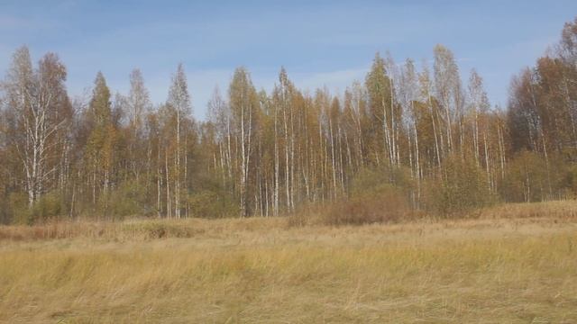 В каком лесу растут подосиновики смотреть онлайн