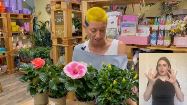 Гибискус комнатный или Китайская роза { СУРДОПЕРЕВОД } Правильный уход за гибискусом смотреть онлайн