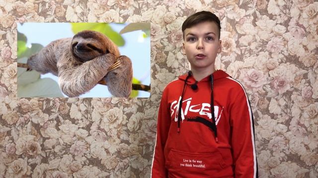 Почему ленивцы часто висят вниз головой? смотреть онлайн