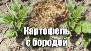Выращивание Картофеля по-другому. Посадка Картошки с бородой в ТЕПЛУЮ грядку, для раннего урожая