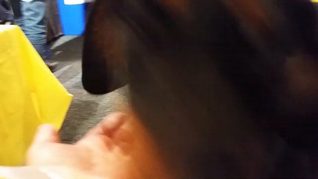 Sydney Dog Lovers Show: A DOBERMAN with FULL EARS and TAIL (Sunday 07/08/16) смотреть онлайн