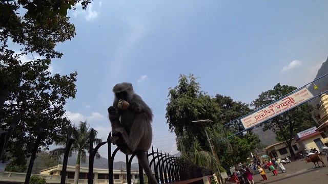 2018 Rishikesh, India. #02 Ашрам Битлз в Ришикеше! смотреть онлайн