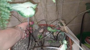 Каладиумы и Адениумы - уходим на период покоя принудительно....