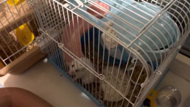 ПРИНИМАЕМ РОДЫ У ДЖУНГАРСКОГО ХОМЯЧКА смотреть онлайн