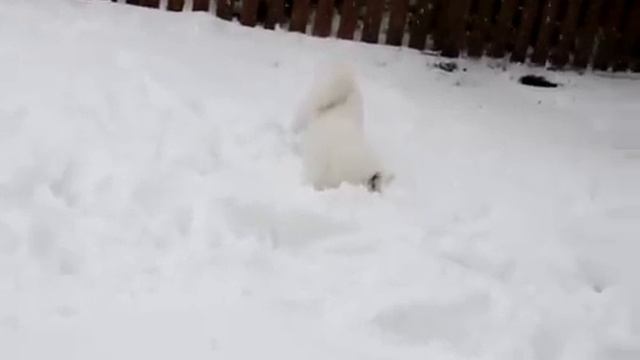 Айну Хоккайдо играет на снегу