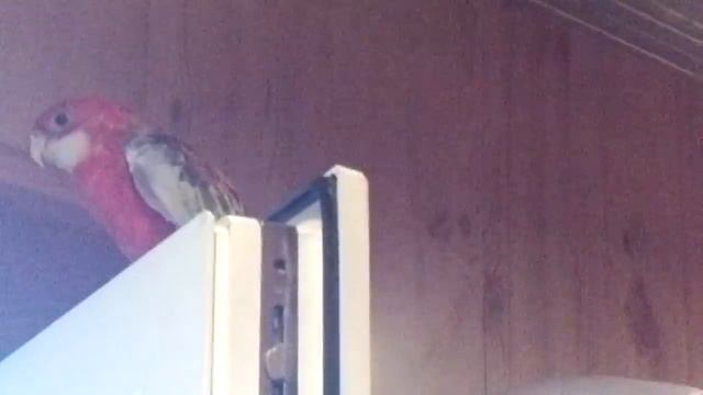 Петрович видео 001 смотреть онлайн