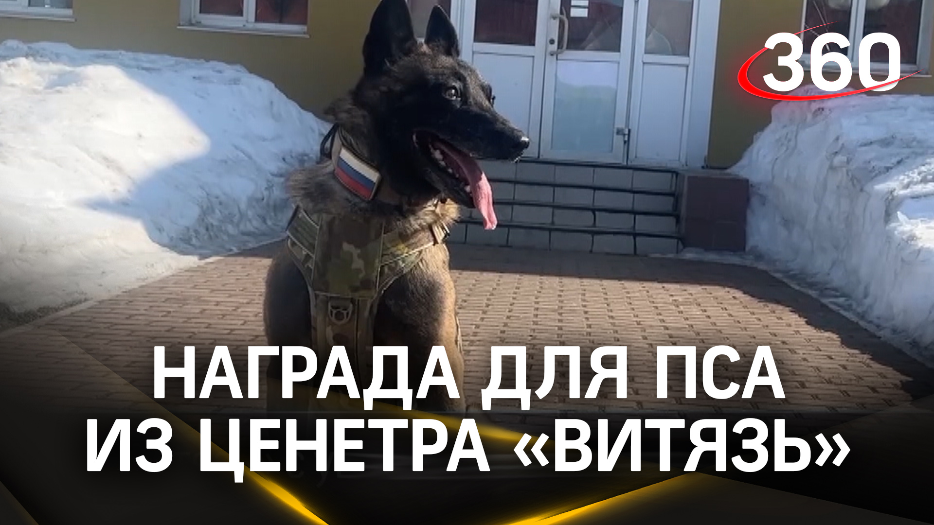 Медаль «Служебной собаке за службу в спецназе» вручили в Балашихе псу Жиксеру при выходе на пенсию