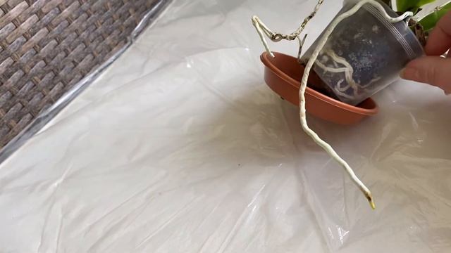 Орхидеи из Шверте 12 мая 🌺 смотреть онлайн