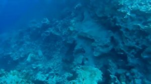 Коралловый риф при отеле SUNRISE REMAL BEACH RESORT, Египет, ШАРМ-ЭЛЬ-ШЕЙХ, ЮЖНЫЙ СИНАЙ. Сoral reef