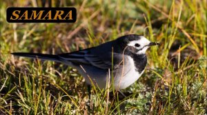 Пение птиц. Ботанический сад. Самара. Начало июня 2022. Birdsong. Botanical Garden. Samara. June.