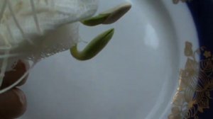 Как прорастить семена тыквы.Как прорастить семена.Как прорастить семена тыквы дома.Проращивание дом